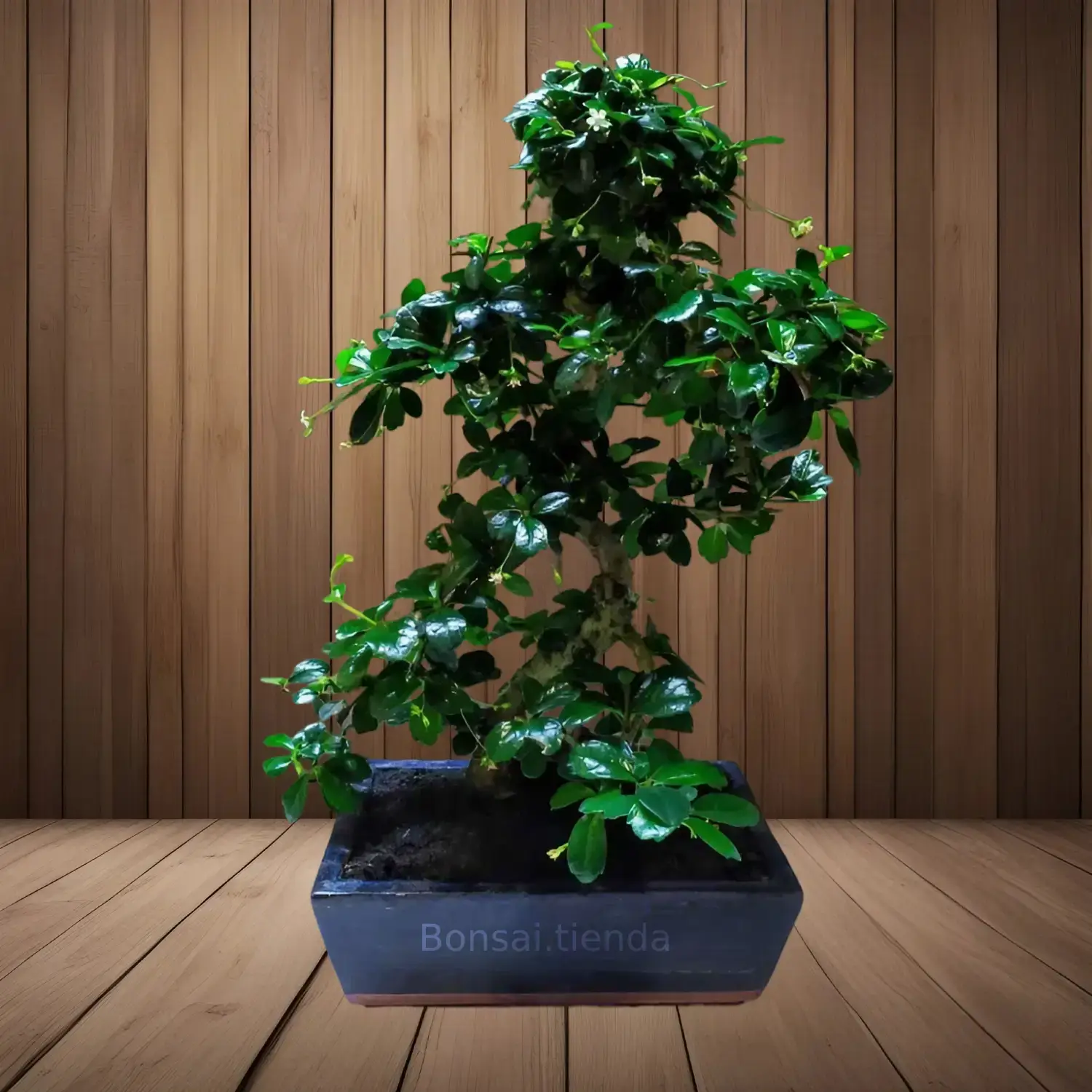 BONSAI CARMONA 10 AÑOS