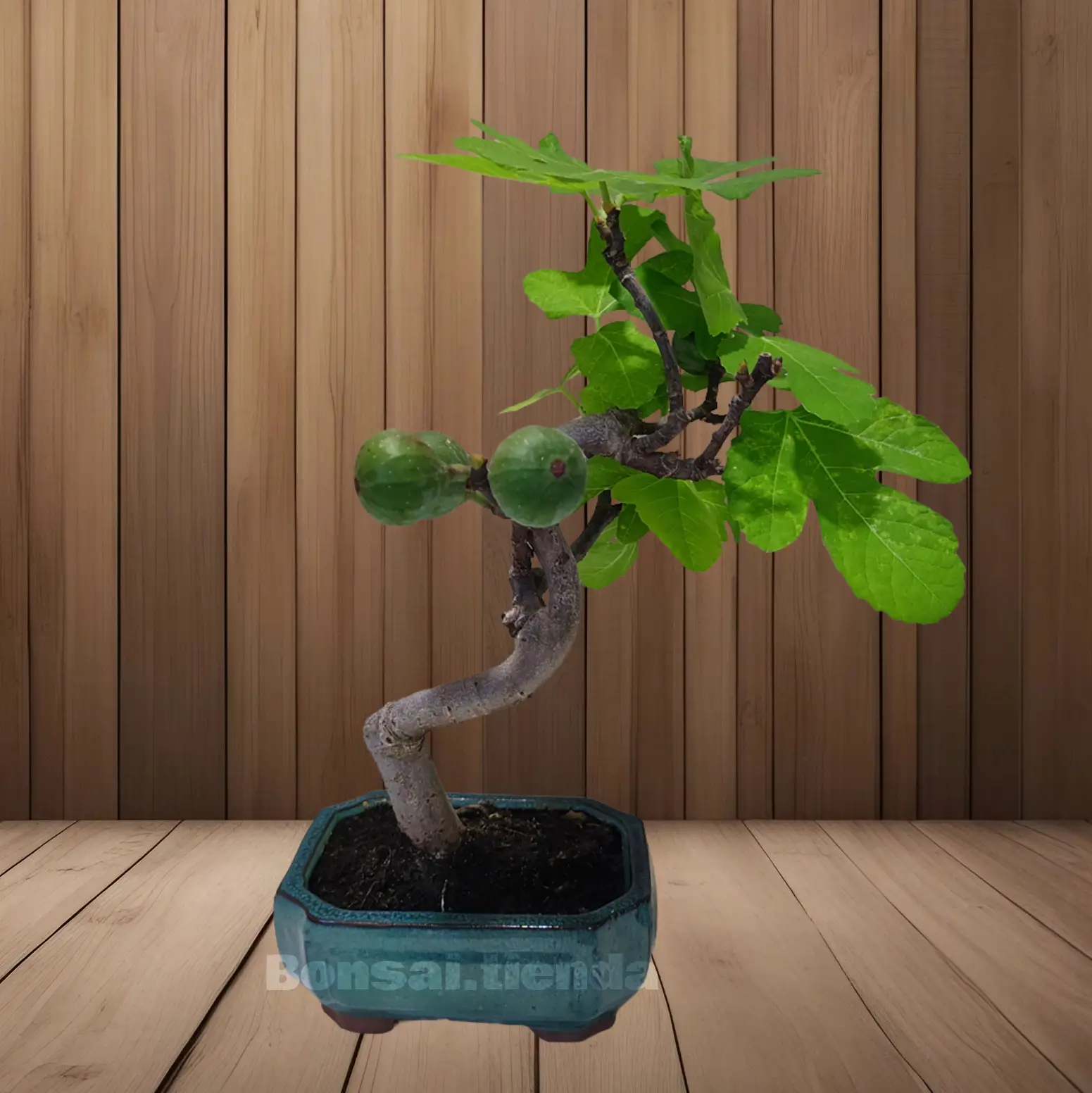 BONSAI HIGUERA 9 AÑOS