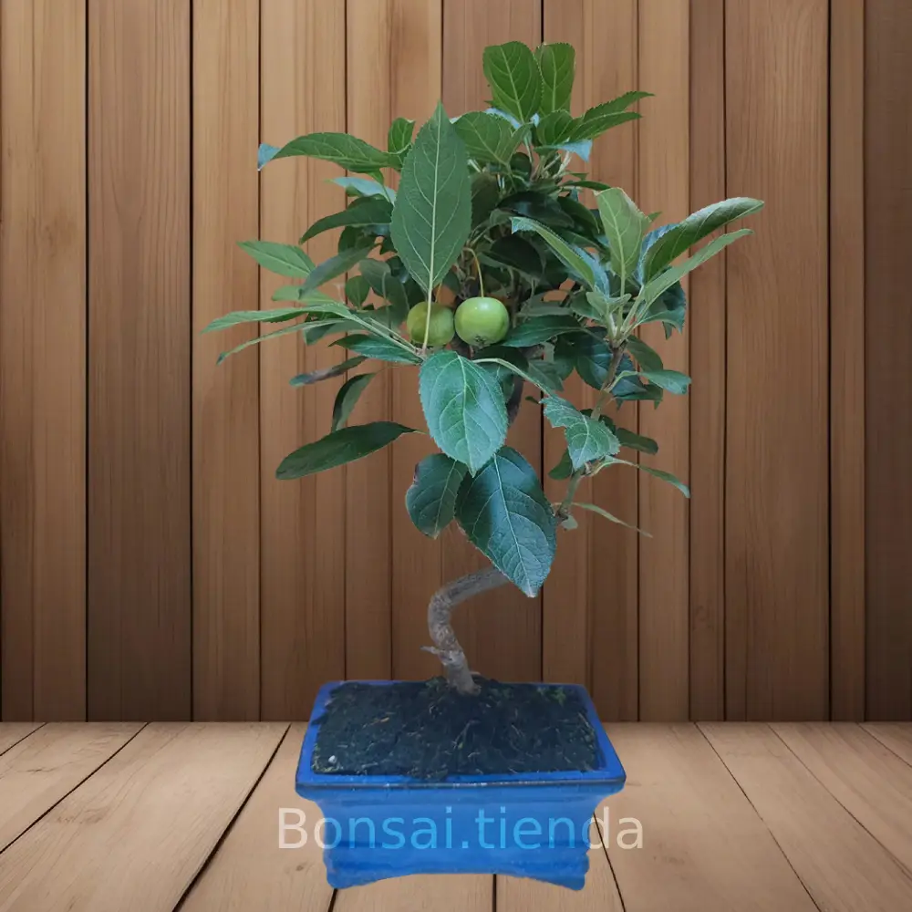 BONSAI MANZANO 7 AÑOS
