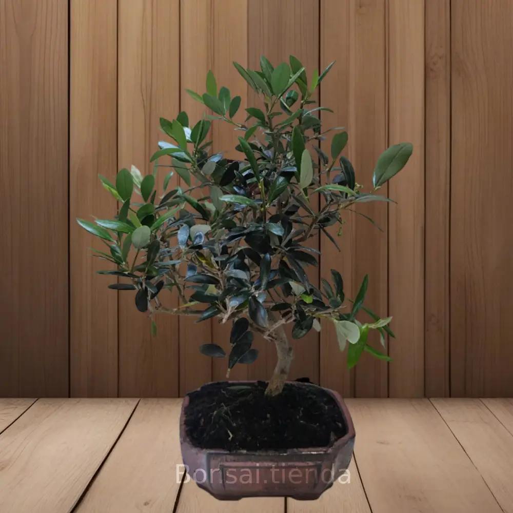BONSAI OLIVO 7 AÑOS