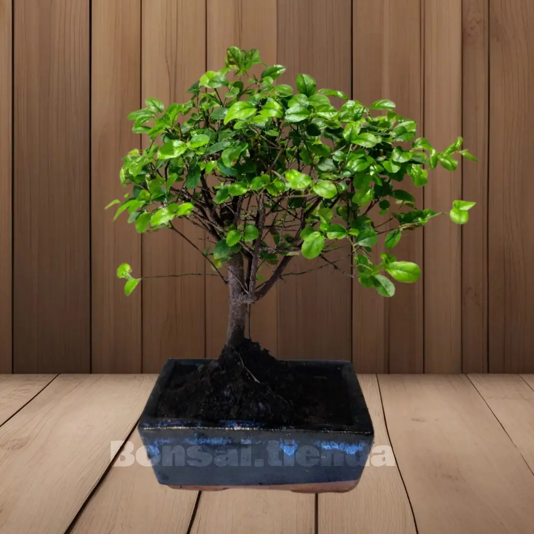 BONSAI SAGERETIA 5 AÑOS