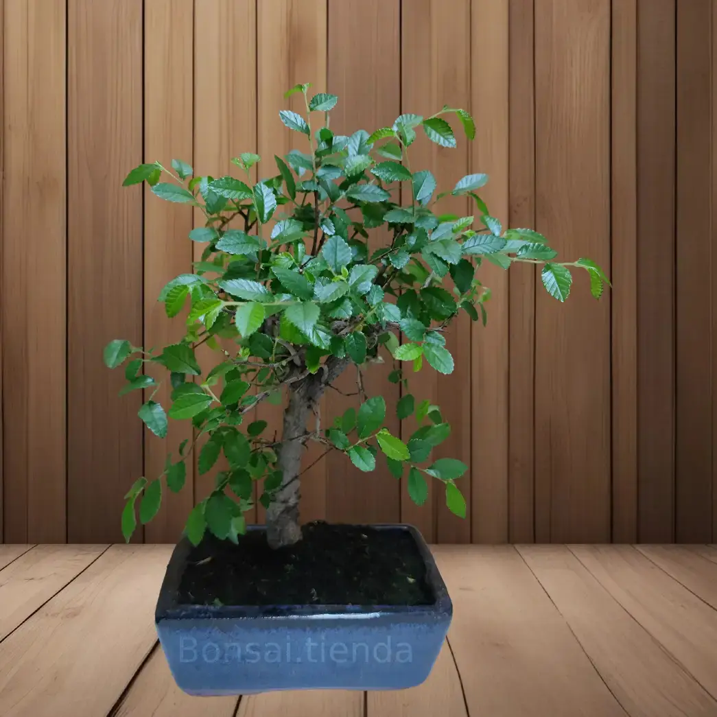 BONSAI OLMO 5 AÑOS